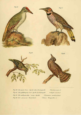 Reproducción/Reproduction 6005176451: Bilder-atlas zur Wissenschaftlich-populären Naturgeschichte der Vögel in ihren sämmtlichen Hauptformen Wien,K.K. Hof und Staatsdruckerei,1864