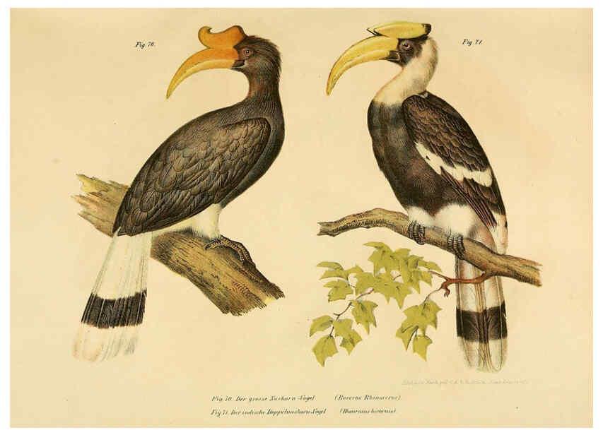 Reproducción/Reproduction 6005176661: Bilder-atlas zur Wissenschaftlich-populären Naturgeschichte der Vögel in ihren sämmtlichen Hauptformen Wien,K.K. Hof und Staatsdruckerei,1864