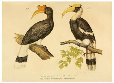 Reproducción/Reproduction 6005176661: Bilder-atlas zur Wissenschaftlich-populären Naturgeschichte der Vögel in ihren sämmtlichen Hauptformen Wien,K.K. Hof und Staatsdruckerei,1864
