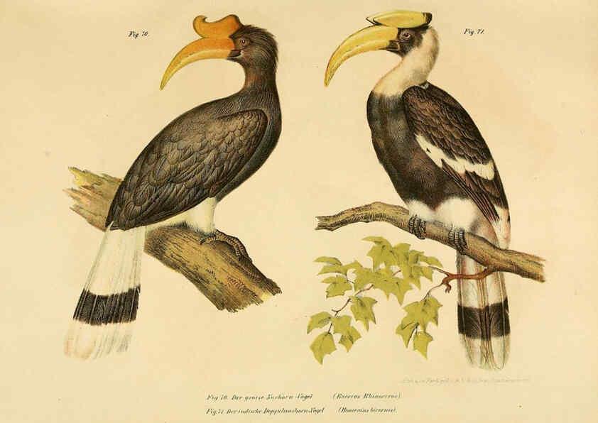 Reproducción/Reproduction 6005176661: Bilder-atlas zur Wissenschaftlich-populären Naturgeschichte der Vögel in ihren sämmtlichen Hauptformen Wien,K.K. Hof und Staatsdruckerei,1864
