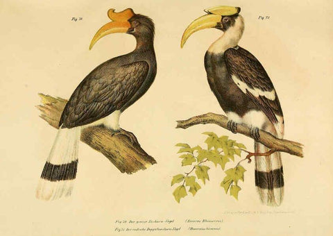 Reproducción/Reproduction 6005176661: Bilder-atlas zur Wissenschaftlich-populären Naturgeschichte der Vögel in ihren sämmtlichen Hauptformen Wien,K.K. Hof und Staatsdruckerei,1864