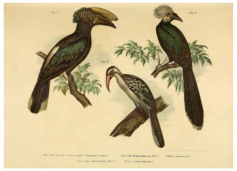 Reproducción/Reproduction 6005176977: Bilder-atlas zur Wissenschaftlich-populären Naturgeschichte der Vögel in ihren sämmtlichen Hauptformen Wien,K.K. Hof und Staatsdruckerei,1864