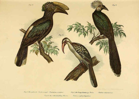 Reproducción/Reproduction 6005176977: Bilder-atlas zur Wissenschaftlich-populären Naturgeschichte der Vögel in ihren sämmtlichen Hauptformen Wien,K.K. Hof und Staatsdruckerei,1864