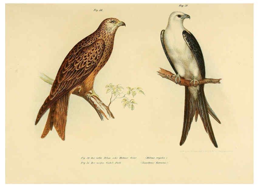Reproducción/Reproduction 6005172011: Bilder-atlas zur Wissenschaftlich-populären Naturgeschichte der Vögel in ihren sämmtlichen Hauptformen Wien,K.K. Hof und Staatsdruckerei,1864
