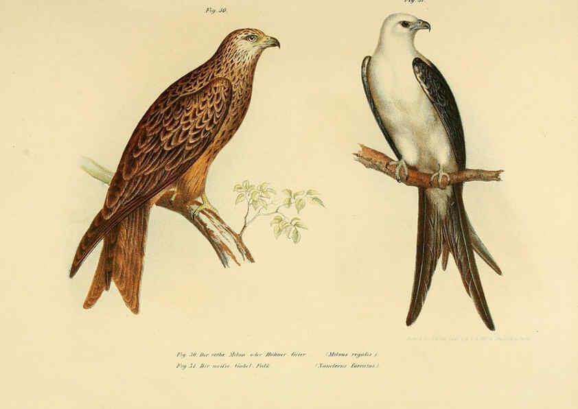 Reproducción/Reproduction 6005172011: Bilder-atlas zur Wissenschaftlich-populären Naturgeschichte der Vögel in ihren sämmtlichen Hauptformen Wien,K.K. Hof und Staatsdruckerei,1864