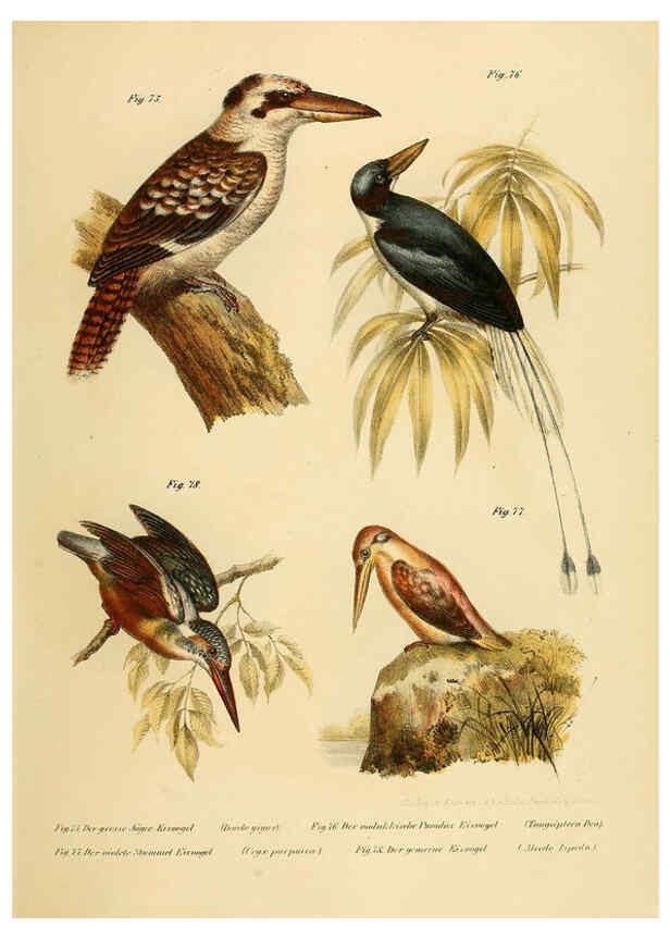 Reproducción/Reproduction 6005722106: Bilder-atlas zur Wissenschaftlich-populären Naturgeschichte der Vögel in ihren sämmtlichen Hauptformen Wien,K.K. Hof und Staatsdruckerei,1864