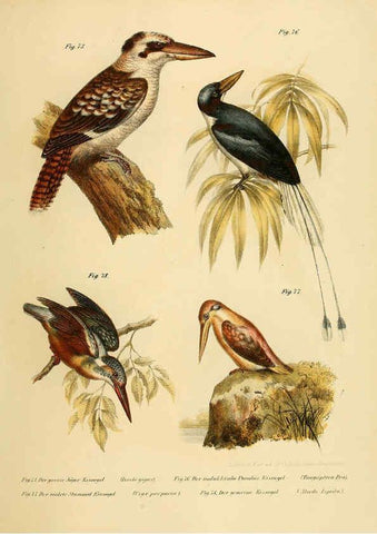 Reproducción/Reproduction 6005722106: Bilder-atlas zur Wissenschaftlich-populären Naturgeschichte der Vögel in ihren sämmtlichen Hauptformen Wien,K.K. Hof und Staatsdruckerei,1864