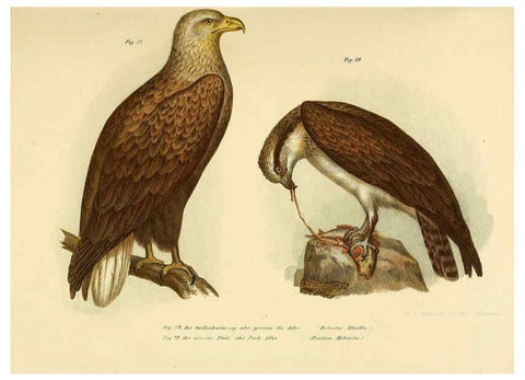 Reproducción/Reproduction 6005171651: Bilder-atlas zur Wissenschaftlich-populären Naturgeschichte der Vögel in ihren sämmtlichen Hauptformen Wien,K.K. Hof und Staatsdruckerei,1864