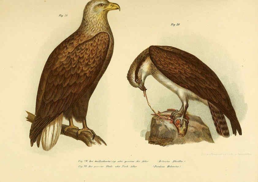 Reproducción/Reproduction 6005171651: Bilder-atlas zur Wissenschaftlich-populären Naturgeschichte der Vögel in ihren sämmtlichen Hauptformen Wien,K.K. Hof und Staatsdruckerei,1864