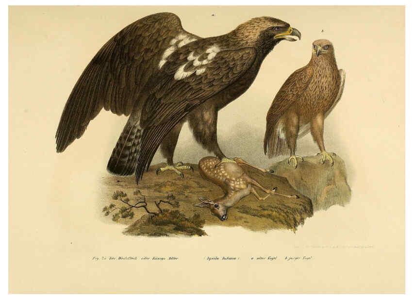 Reproducción/Reproduction 6005716298: Bilder-atlas zur Wissenschaftlich-populären Naturgeschichte der Vögel in ihren sämmtlichen Hauptformen Wien,K.K. Hof und Staatsdruckerei,1864