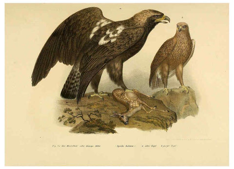 Reproducción/Reproduction 6005716298: Bilder-atlas zur Wissenschaftlich-populären Naturgeschichte der Vögel in ihren sämmtlichen Hauptformen Wien,K.K. Hof und Staatsdruckerei,1864