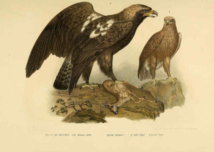 Reproducción/Reproduction 6005716298: Bilder-atlas zur Wissenschaftlich-populären Naturgeschichte der Vögel in ihren sämmtlichen Hauptformen Wien,K.K. Hof und Staatsdruckerei,1864