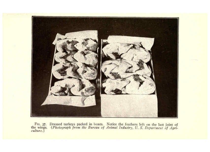 Reproducción/Reproduction 6005518316: Turkey raising New York,Orange Judd publishing company; [etc., etc.]1922