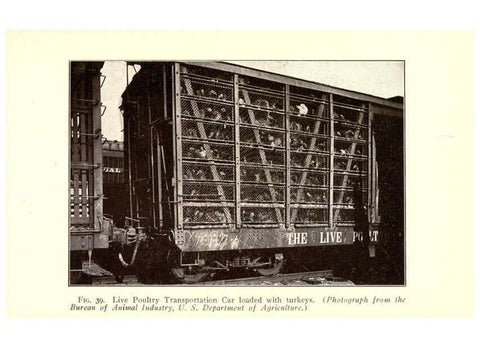 Reproducción/Reproduction 6005518942: Turkey raising New York,Orange Judd publishing company; [etc., etc.]1922