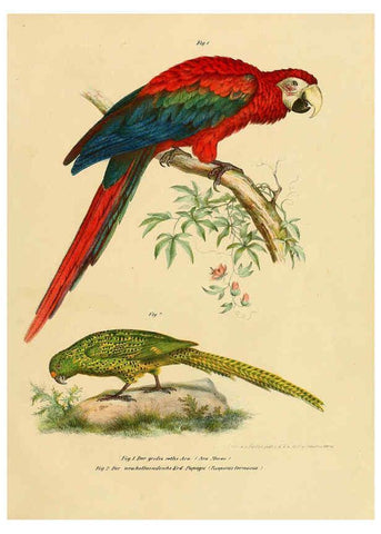 Reproducción/Reproduction 6005712756: Bilder-atlas zur Wissenschaftlich-populären Naturgeschichte der Vögel in ihren sämmtlichen Hauptformen Wien,K.K. Hof und Staatsdruckerei,1864