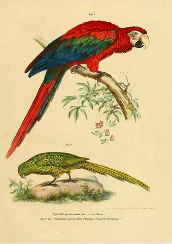 Reproducción/Reproduction 6005712756: Bilder-atlas zur Wissenschaftlich-populären Naturgeschichte der Vögel in ihren sämmtlichen Hauptformen Wien,K.K. Hof und Staatsdruckerei,1864