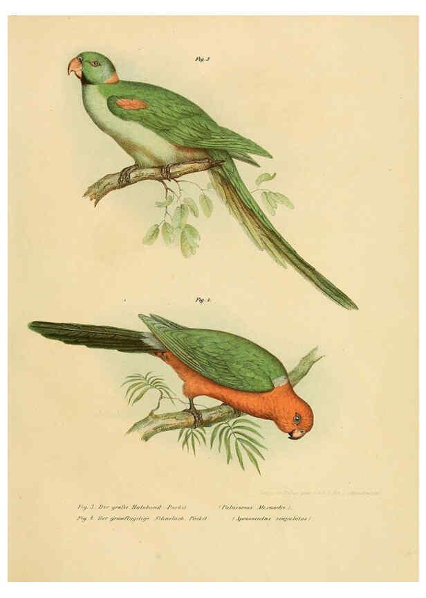 Reproducción/Reproduction 6005713074: Bilder-atlas zur Wissenschaftlich-populären Naturgeschichte der Vögel in ihren sämmtlichen Hauptformen Wien,K.K. Hof und Staatsdruckerei,1864