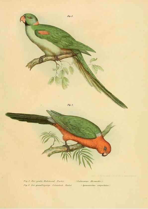 Reproducción/Reproduction 6005713074: Bilder-atlas zur Wissenschaftlich-populären Naturgeschichte der Vögel in ihren sämmtlichen Hauptformen Wien,K.K. Hof und Staatsdruckerei,1864