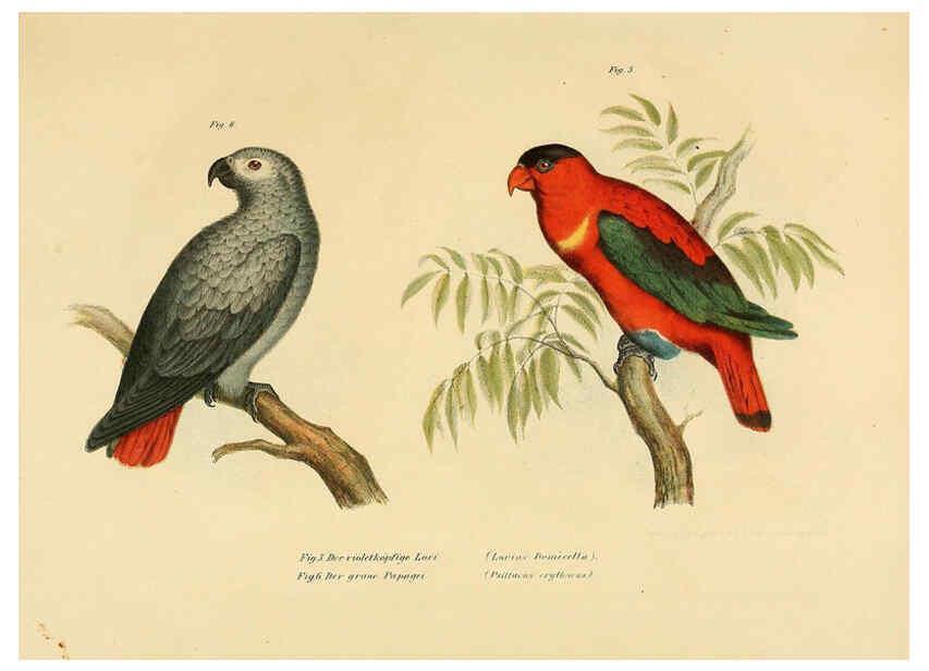 Reproducción/Reproduction 6005713292: Bilder-atlas zur Wissenschaftlich-populären Naturgeschichte der Vögel in ihren sämmtlichen Hauptformen Wien,K.K. Hof und Staatsdruckerei,1864