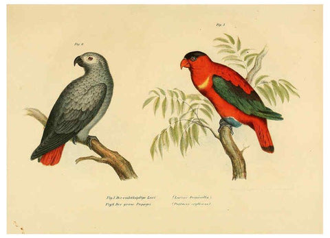Reproducción/Reproduction 6005713292: Bilder-atlas zur Wissenschaftlich-populären Naturgeschichte der Vögel in ihren sämmtlichen Hauptformen Wien,K.K. Hof und Staatsdruckerei,1864