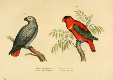 Reproducción/Reproduction 6005713292: Bilder-atlas zur Wissenschaftlich-populären Naturgeschichte der Vögel in ihren sämmtlichen Hauptformen Wien,K.K. Hof und Staatsdruckerei,1864