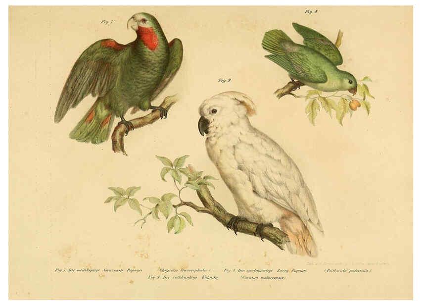 Reproducción/Reproduction 6005168301: Bilder-atlas zur Wissenschaftlich-populären Naturgeschichte der Vögel in ihren sämmtlichen Hauptformen Wien,K.K. Hof und Staatsdruckerei,1864