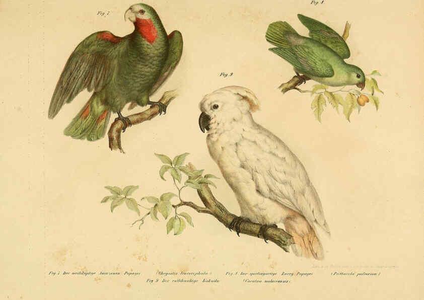 Reproducción/Reproduction 6005168301: Bilder-atlas zur Wissenschaftlich-populären Naturgeschichte der Vögel in ihren sämmtlichen Hauptformen Wien,K.K. Hof und Staatsdruckerei,1864