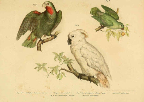 Reproducción/Reproduction 6005168301: Bilder-atlas zur Wissenschaftlich-populären Naturgeschichte der Vögel in ihren sämmtlichen Hauptformen Wien,K.K. Hof und Staatsdruckerei,1864