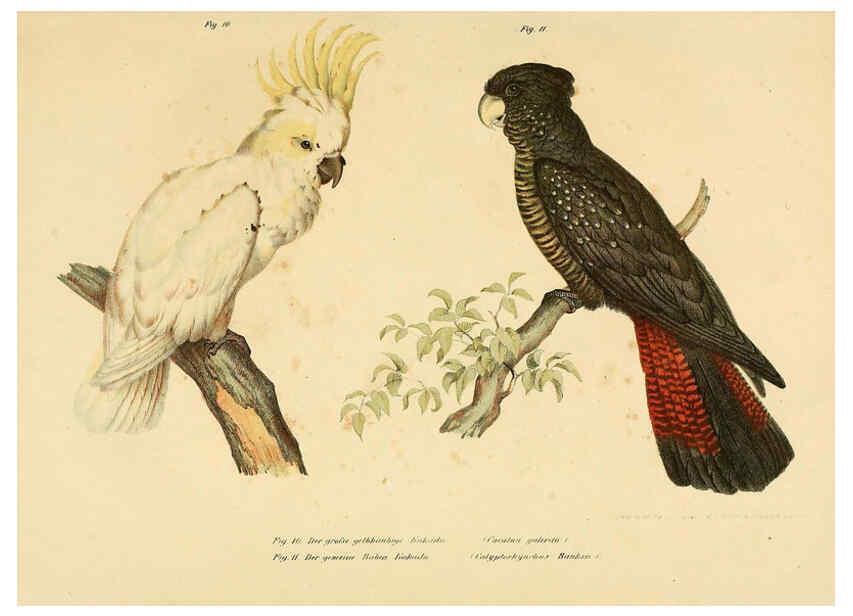Reproducción/Reproduction 6005168521: Bilder-atlas zur Wissenschaftlich-populären Naturgeschichte der Vögel in ihren sämmtlichen Hauptformen Wien,K.K. Hof und Staatsdruckerei,1864