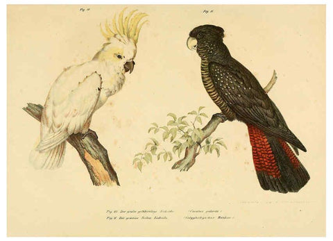 Reproducción/Reproduction 6005168521: Bilder-atlas zur Wissenschaftlich-populären Naturgeschichte der Vögel in ihren sämmtlichen Hauptformen Wien,K.K. Hof und Staatsdruckerei,1864