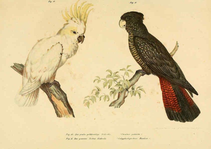 Reproducción/Reproduction 6005168521: Bilder-atlas zur Wissenschaftlich-populären Naturgeschichte der Vögel in ihren sämmtlichen Hauptformen Wien,K.K. Hof und Staatsdruckerei,1864