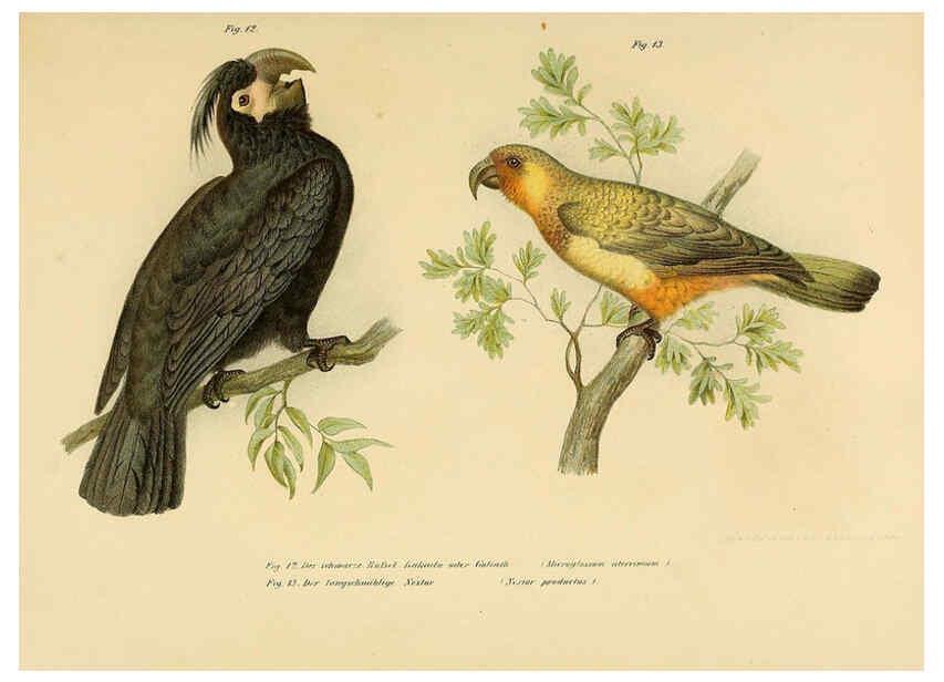 Reproducción/Reproduction 6005714038: Bilder-atlas zur Wissenschaftlich-populären Naturgeschichte der Vögel in ihren sämmtlichen Hauptformen Wien,K.K. Hof und Staatsdruckerei,1864