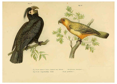 Reproducción/Reproduction 6005714038: Bilder-atlas zur Wissenschaftlich-populären Naturgeschichte der Vögel in ihren sämmtlichen Hauptformen Wien,K.K. Hof und Staatsdruckerei,1864