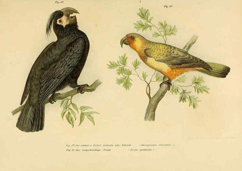 Reproducción/Reproduction 6005714038: Bilder-atlas zur Wissenschaftlich-populären Naturgeschichte der Vögel in ihren sämmtlichen Hauptformen Wien,K.K. Hof und Staatsdruckerei,1864
