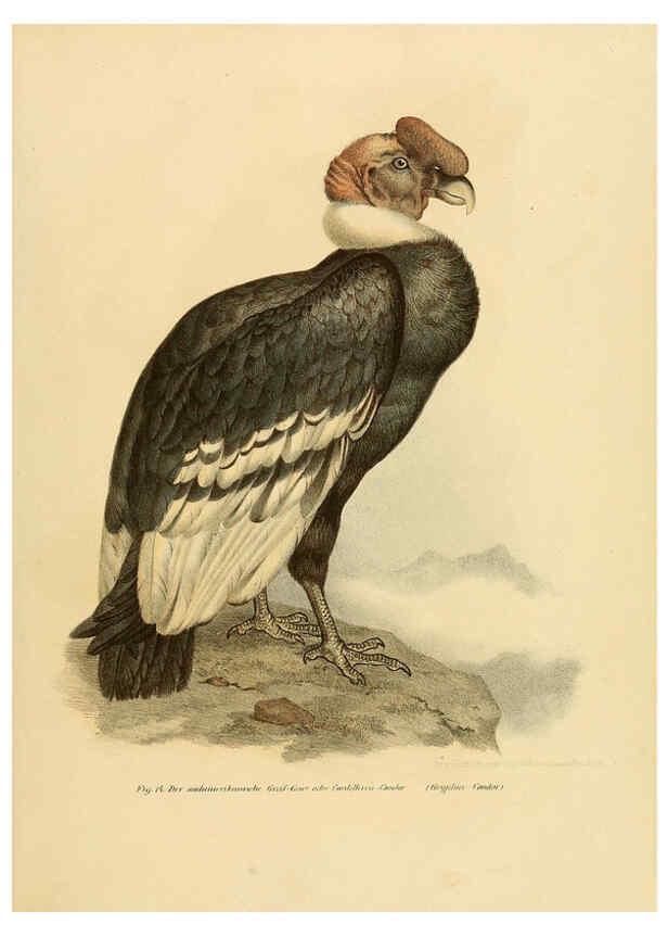 Reproducción/Reproduction 6005169343: Bilder-atlas zur Wissenschaftlich-populären Naturgeschichte der Vögel in ihren sämmtlichen Hauptformen Wien,K.K. Hof und Staatsdruckerei,1864