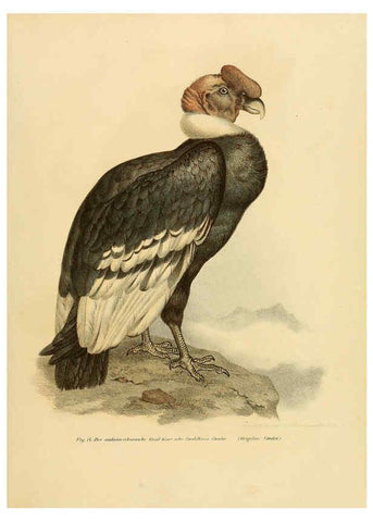 Reproducción/Reproduction 6005169343: Bilder-atlas zur Wissenschaftlich-populären Naturgeschichte der Vögel in ihren sämmtlichen Hauptformen Wien,K.K. Hof und Staatsdruckerei,1864