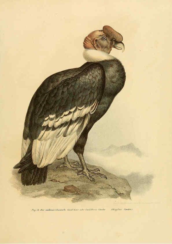 Reproducción/Reproduction 6005169343: Bilder-atlas zur Wissenschaftlich-populären Naturgeschichte der Vögel in ihren sämmtlichen Hauptformen Wien,K.K. Hof und Staatsdruckerei,1864