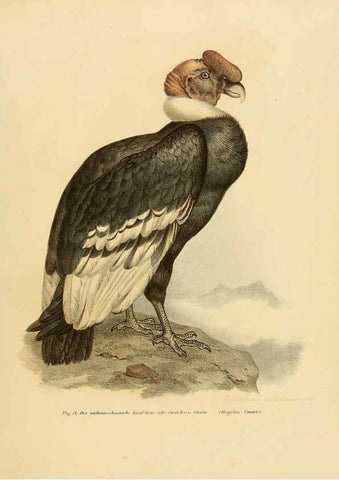 Reproducción/Reproduction 6005169343: Bilder-atlas zur Wissenschaftlich-populären Naturgeschichte der Vögel in ihren sämmtlichen Hauptformen Wien,K.K. Hof und Staatsdruckerei,1864