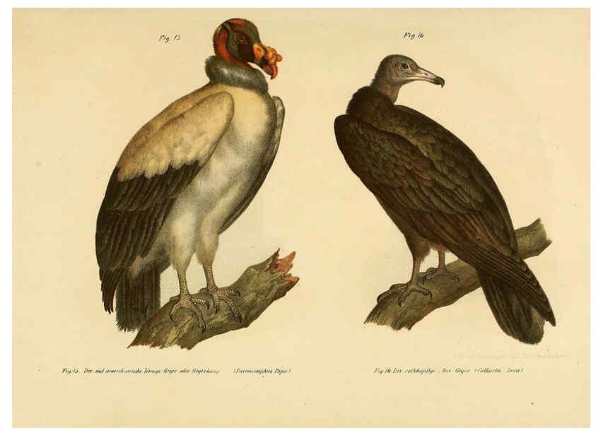 Reproducción/Reproduction 6005169555: Bilder-atlas zur Wissenschaftlich-populären Naturgeschichte der Vögel in ihren sämmtlichen Hauptformen Wien,K.K. Hof und Staatsdruckerei,1864