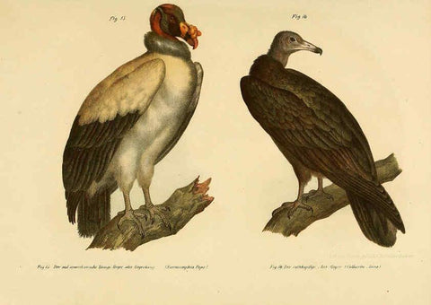 Reproducción/Reproduction 6005169555: Bilder-atlas zur Wissenschaftlich-populären Naturgeschichte der Vögel in ihren sämmtlichen Hauptformen Wien,K.K. Hof und Staatsdruckerei,1864