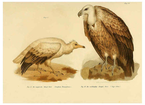 Reproducción/Reproduction 6005169775: Bilder-atlas zur Wissenschaftlich-populären Naturgeschichte der Vögel in ihren sämmtlichen Hauptformen Wien,K.K. Hof und Staatsdruckerei,1864