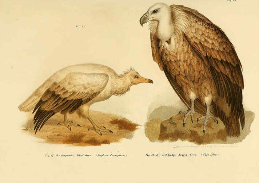 Reproducción/Reproduction 6005169775: Bilder-atlas zur Wissenschaftlich-populären Naturgeschichte der Vögel in ihren sämmtlichen Hauptformen Wien,K.K. Hof und Staatsdruckerei,1864
