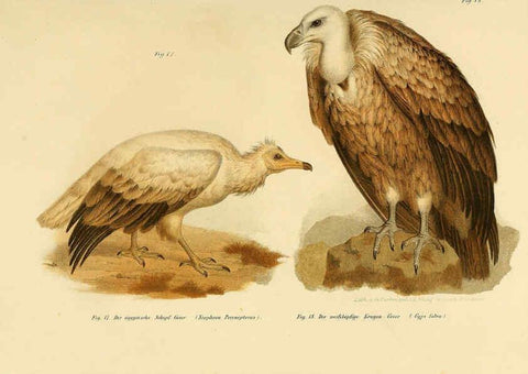 Reproducción/Reproduction 6005169775: Bilder-atlas zur Wissenschaftlich-populären Naturgeschichte der Vögel in ihren sämmtlichen Hauptformen Wien,K.K. Hof und Staatsdruckerei,1864