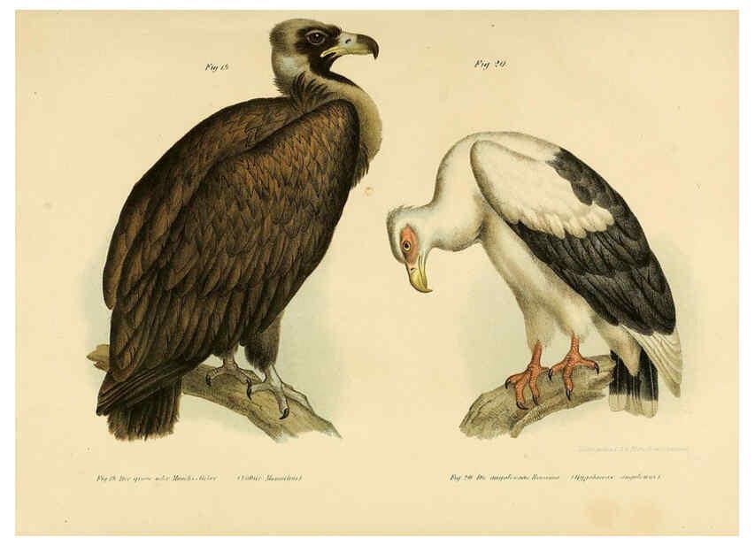 Reproducción/Reproduction 6005715290: Bilder-atlas zur Wissenschaftlich-populären Naturgeschichte der Vögel in ihren sämmtlichen Hauptformen Wien,K.K. Hof und Staatsdruckerei,1864