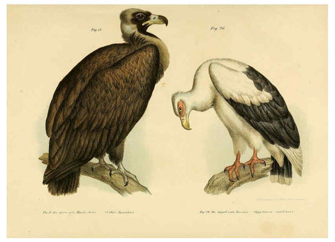 Reproducción/Reproduction 6005715290: Bilder-atlas zur Wissenschaftlich-populären Naturgeschichte der Vögel in ihren sämmtlichen Hauptformen Wien,K.K. Hof und Staatsdruckerei,1864