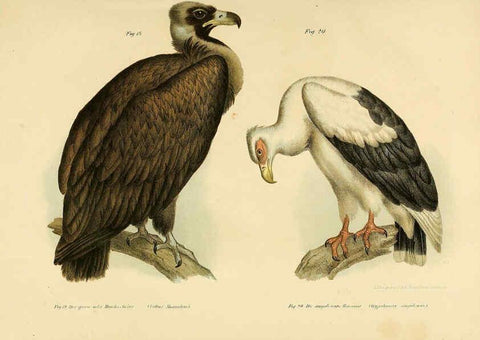 Reproducción/Reproduction 6005715290: Bilder-atlas zur Wissenschaftlich-populären Naturgeschichte der Vögel in ihren sämmtlichen Hauptformen Wien,K.K. Hof und Staatsdruckerei,1864