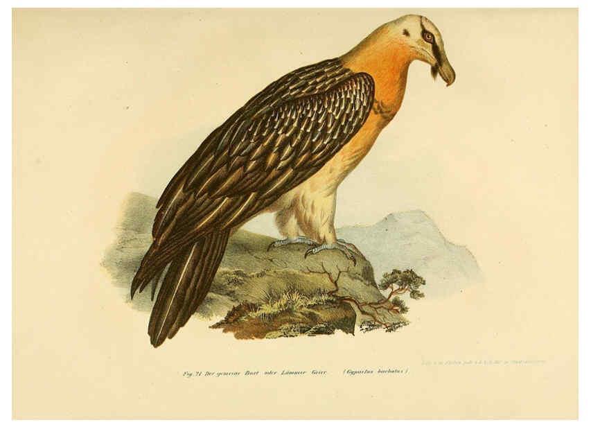 Reproducción/Reproduction 6005170339: Bilder-atlas zur Wissenschaftlich-populären Naturgeschichte der Vögel in ihren sämmtlichen Hauptformen Wien,K.K. Hof und Staatsdruckerei,1864