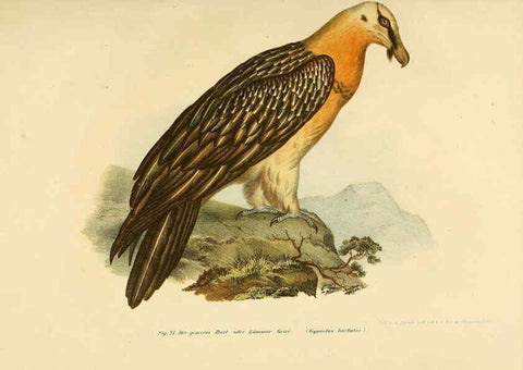 Reproducción/Reproduction 6005170339: Bilder-atlas zur Wissenschaftlich-populären Naturgeschichte der Vögel in ihren sämmtlichen Hauptformen Wien,K.K. Hof und Staatsdruckerei,1864
