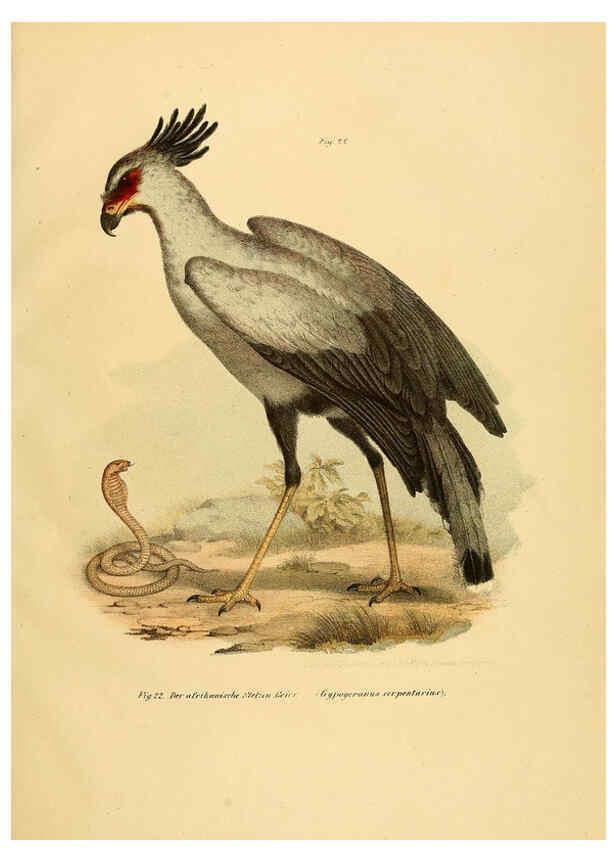 Reproducción/Reproduction 6005715768: Bilder-atlas zur Wissenschaftlich-populären Naturgeschichte der Vögel in ihren sämmtlichen Hauptformen Wien,K.K. Hof und Staatsdruckerei,1864