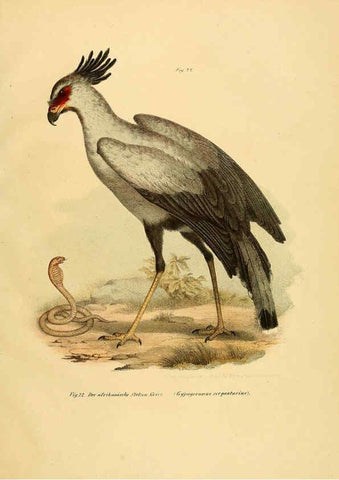 Reproducción/Reproduction 6005715768: Bilder-atlas zur Wissenschaftlich-populären Naturgeschichte der Vögel in ihren sämmtlichen Hauptformen Wien,K.K. Hof und Staatsdruckerei,1864